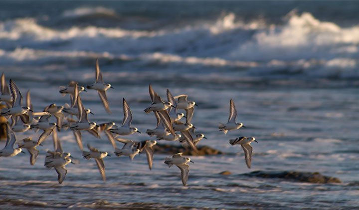 flock of seabirds fly over ocean